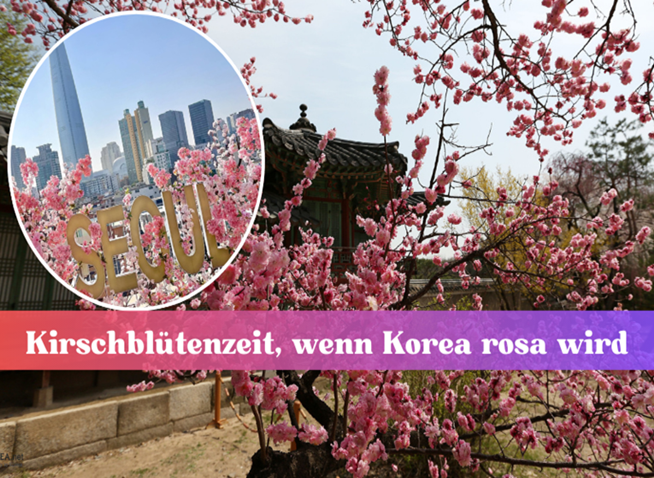 Kirschblütenzeit, wenn Korea rosa wird