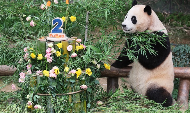 Riesenpanda-Baby wurde zwei Jahre alt