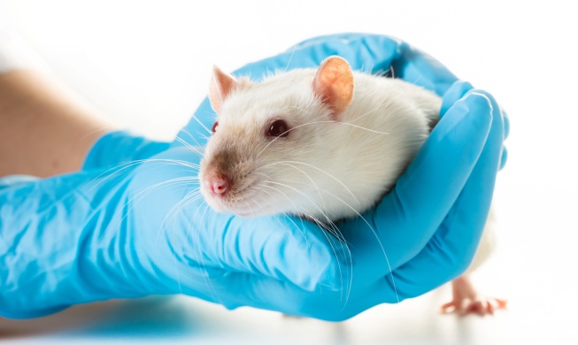 Koreanische Regierung entwickelt Ersatztest für Tierversuche bei der Arzneimittelentwicklung