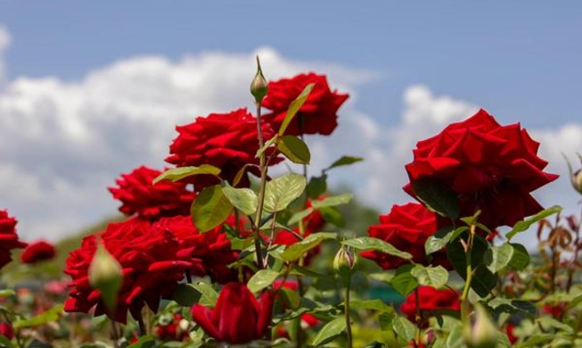 2026 Samcheok Rose Festival