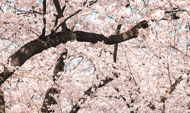 Yeongdeungpo Yeouido Frühlingsblumenfestival