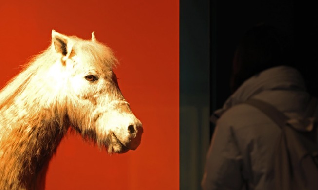 Sonderausstellung The Famous Feast of the Horse