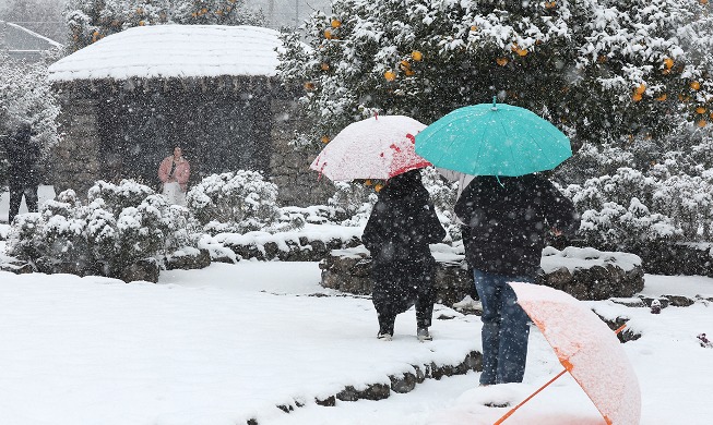 Es schneit in dicken Flocken auf der Insel Jeju