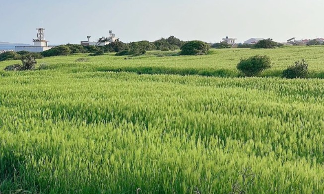 Grüne Gerstenfestival auf Gapado