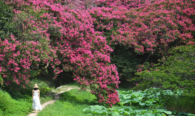 [Korea in Fotos]  Zinnienpracht im Hochsommer