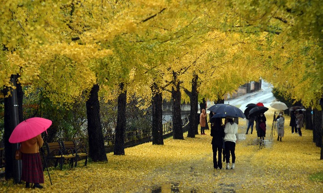 [Korea in Fotos] Herbstregen auf der Straße der Ginkgobäume