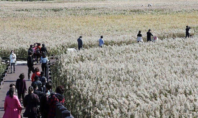 [Korea in Fotos] Herbstliche Stimmung in der Suncheonman-Bucht