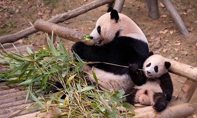 Wir haben das erste Panda-Baby Koreas getroffen