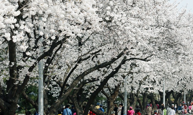 Aktuelle Prognose für die Kirschblütenzeit in Korea 2022