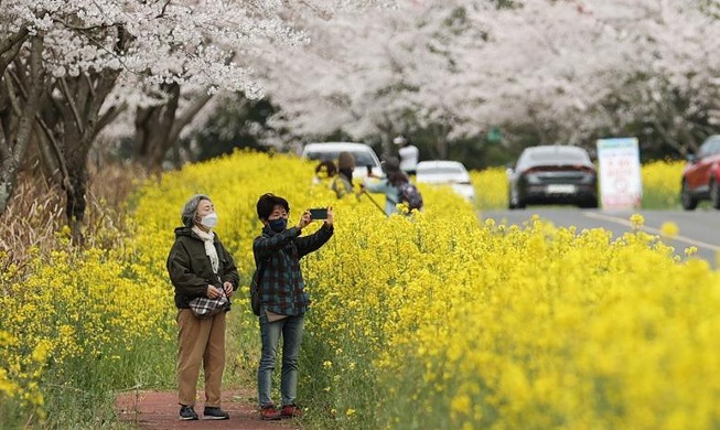 Genießen Sie die Frühlingsblumen auf der Insel Jeju