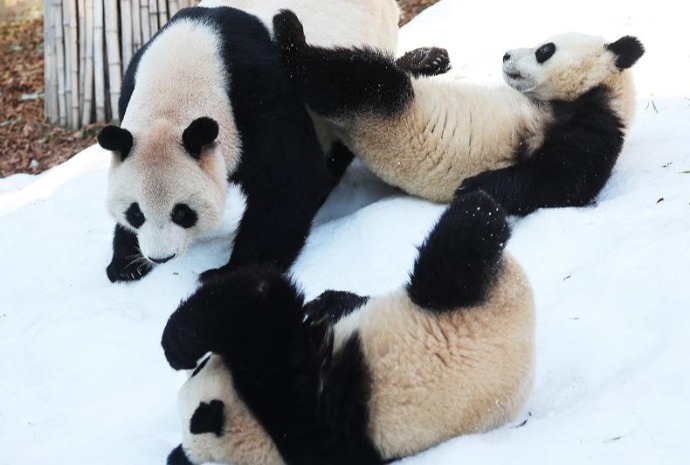 Zwillinge-Panda auf dem Schneefeld