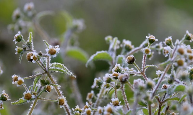 Erster harter Frost im Herbst dieses Jahres