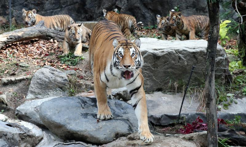  2022 ist das Jahr des schwarzen Tigers unter dem asiatischen Tierkreis. Abgebildet sind fünf koreanische Tiger am 30. September 2021 im Everland Zoo in Yongin, Provinz Gyeonggi-do, zu sehen. Drei männliche und zwei weibliche Jungtiere wurden am 27. Juni desselben Jahres durch natürliche Zucht geboren. ⓒ Yonhap News