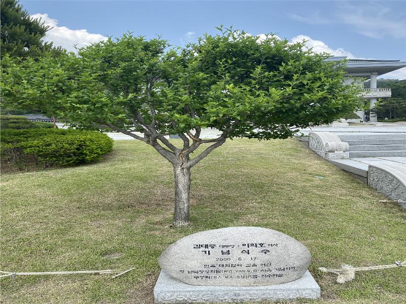 Gedenkbaum des ehemaligen Präsidenten Kim Dae-jung. ⓒ Ministerium für Kultur, Sport und Tourismus