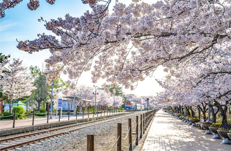 Das US-amerikanische Wirtschaftsmagazin Forbes wählte fünf Orte aus, wo man in Korea dieses Jahr die Kirschblüten genießen kann. Foto vom Kirschblütenstraße am Bahnhof Gyeonghwa in Jinhae in Changwon in der Provinz Gyeongsangnam-do. ⓒ Rathaus von Changwon 