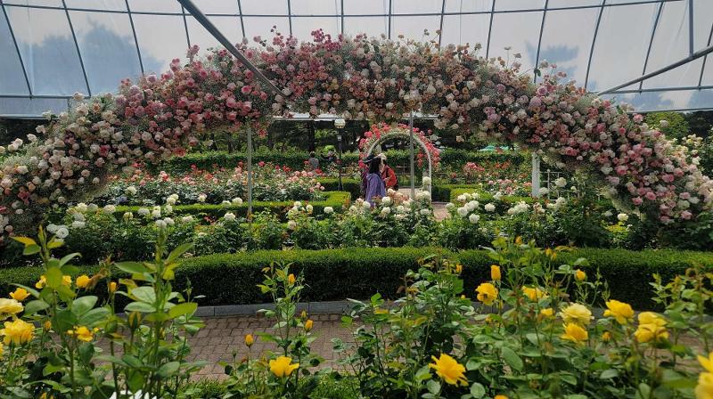 Die Besucher schauen im Rosarium etwa 60 Arten von Rosen an.