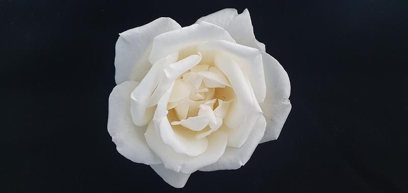 Die koreanische Rosensorte “15R12-2“
