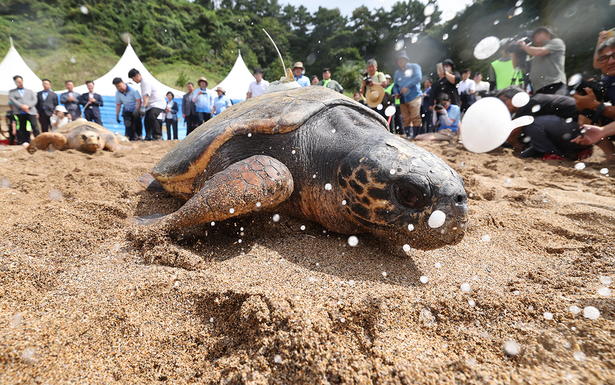 Am 28. August bewegt sich eine Meeresschildkröte bei einer Veranstaltung zur Freilassung der Schildkröte am Jungmun-Saekdal-Strand in Seogwipo auf der Insel Jeju auf das Meer zu.
