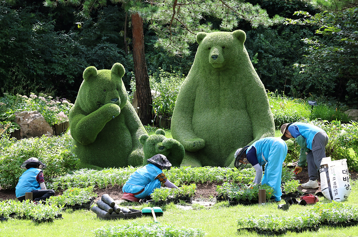 Am 3. September bepflanzen Mitarbeiter Herbstblumen im Gangneung Solhyang Arboretum in der Provinz Gangwon-do.