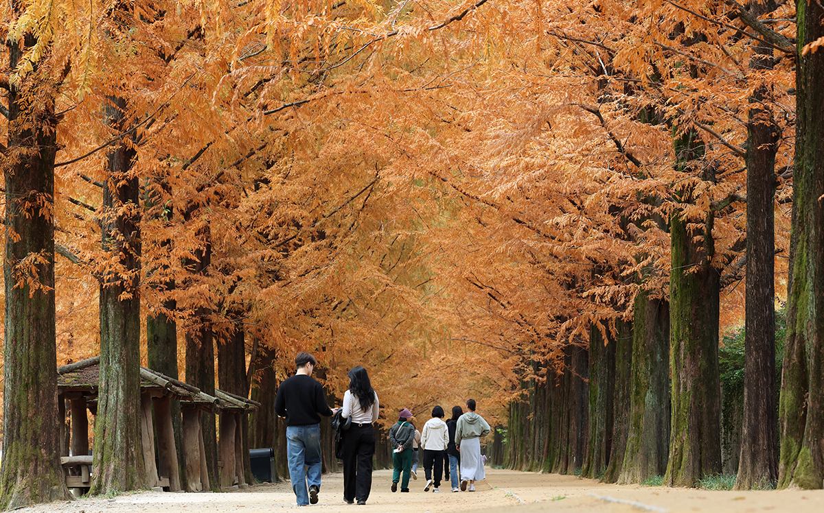 Am 15. November genießen Bürger den Herbsttag, während sie auf dem Metasequoia-Weg in Damyang spazieren.