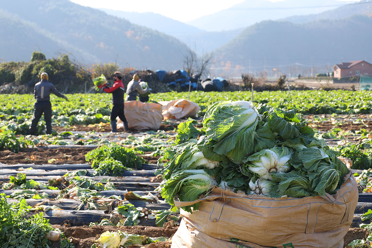 Am 22. November bauen Landwirte Kohl auf dem Feld in Nongam-myeon, Mungyeong, der Provinz Gyeongsangbuk-do, an.