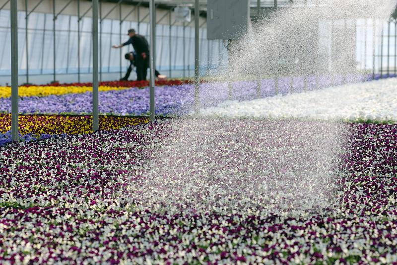  Am 18. Februar gießen Mitarbeiter in einem Gewächshaus für Blumen in Anyang, der Provinz Gyeonggi-do, die Blumen. Die hier gezüchteten Blumen werden an öffentliche Einrichtungen oder Parks geliefert.  