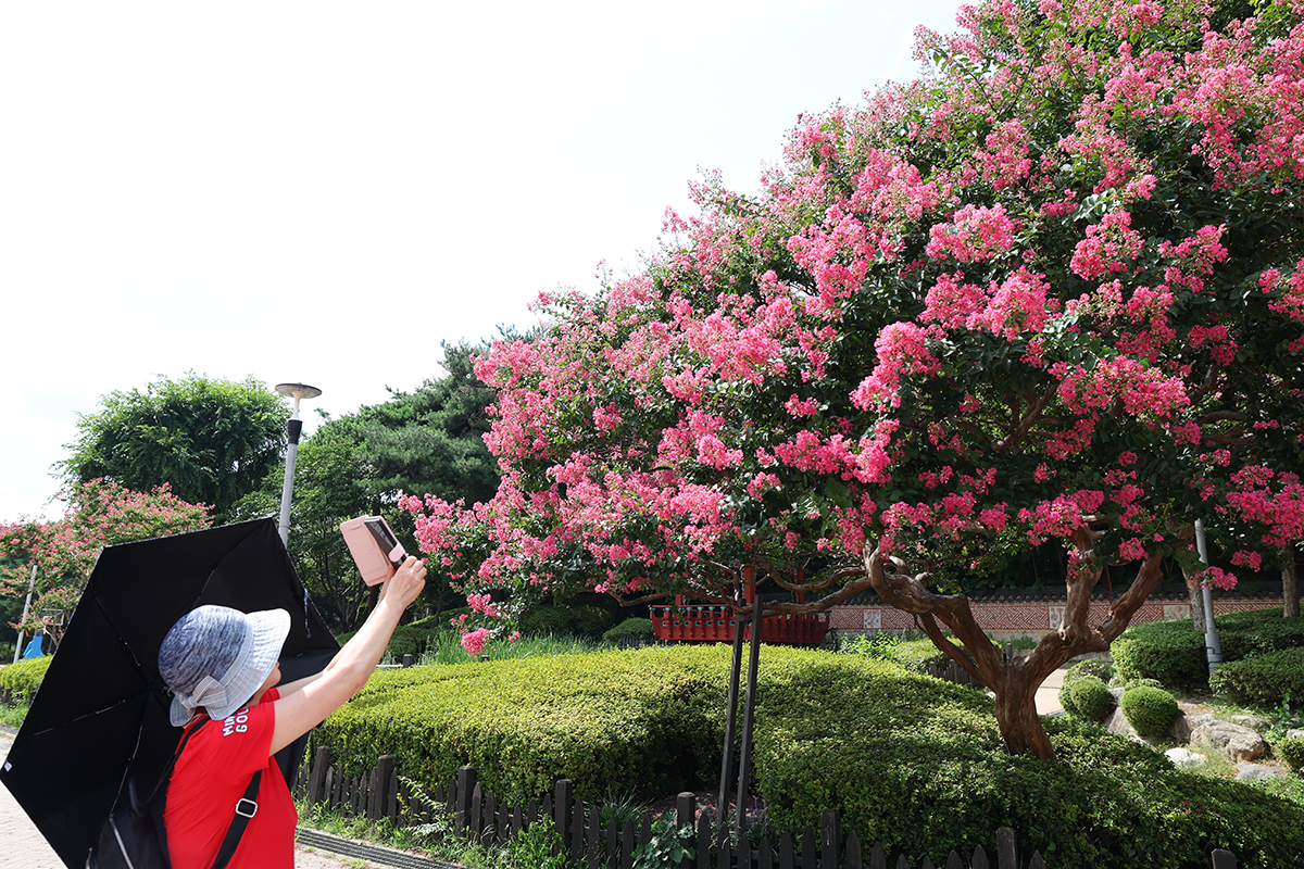 Am 4. August fotografiert eine Koreanerin die blühenden Sommerflieder im Seoul-World-Cup-Stadion in Sangam in Mapo-gu, Seoul.