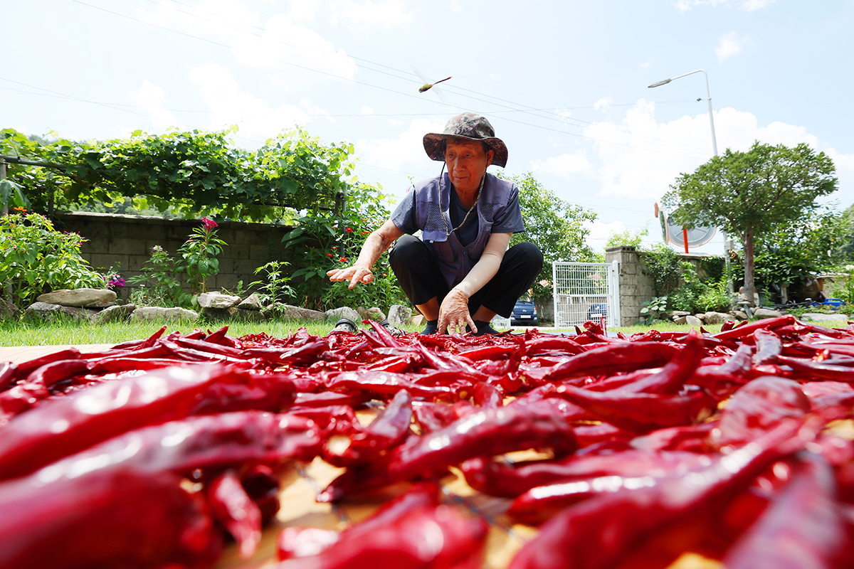 Am 7. August, an Ipchu, dem Beginn des Herbstes, trocknet ein Bauer rote Chilishoten unter der Sonne in Inje in der Provinz Gangwon-do.