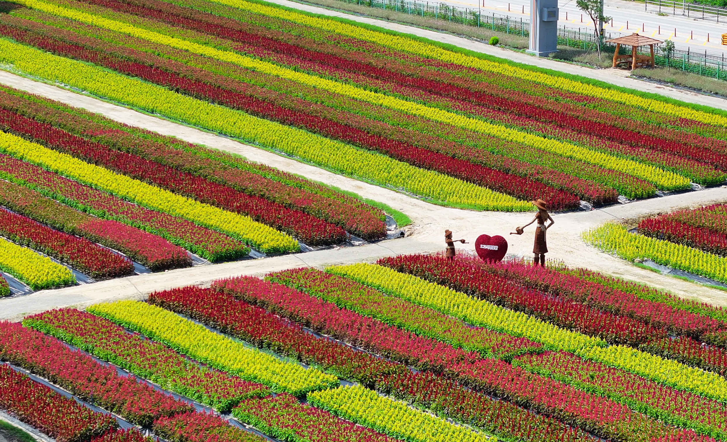 Am 26. August blühen Herbstblumen im Cheorwon Goseokjeong Flower Garden in Cheorwon in der Provinz Gangwon-do auf. Der Goseokjeong Flower Garden wird am 27. August für seine Herbstsaison eröffnet.