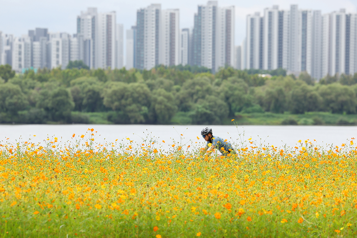 Am 1. September fährt ein Radfahrer am Hangang-Fluss in Namyangju entlang.