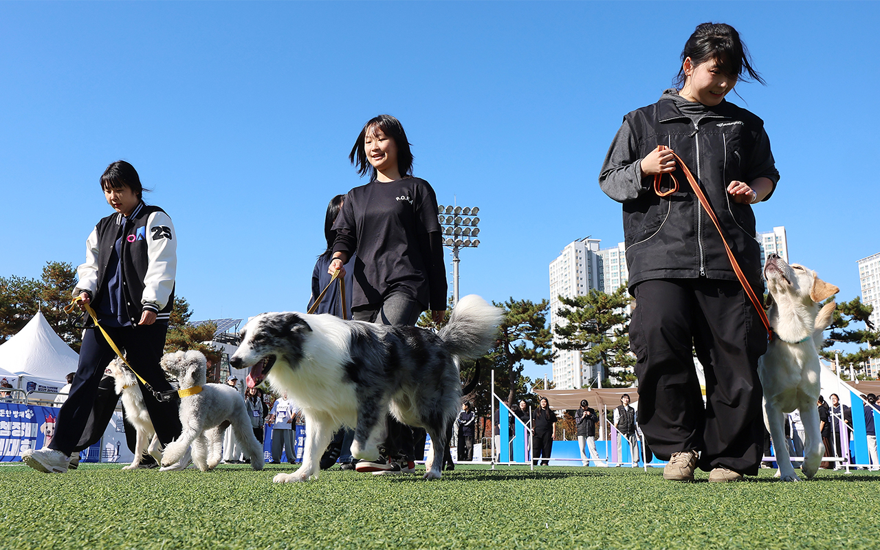 Am 14. November nehmen Hunde und Hundeführerinnen in Incheon am Training vor Beginn des Spürhundewettbewerbs teil.