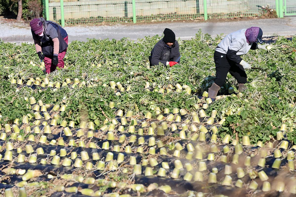 Am 22. Dezember ernten Bauern die Rettiche auf den Feldern in Gyeongpo-dong in Gangneung in der Provinz Gangwon-do.