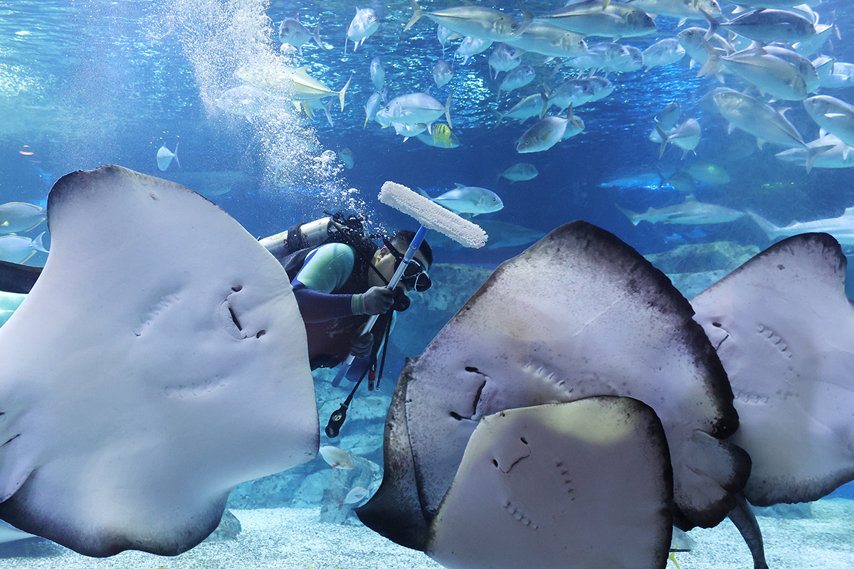 Am 19. Januar reinigt ein Taucher das Aquarium im Aqua Planet Gwanggyo in Suwon in der Provinz Gyeonggi-do, um das neue Jahr zu begr&uuml;&szlig;en.