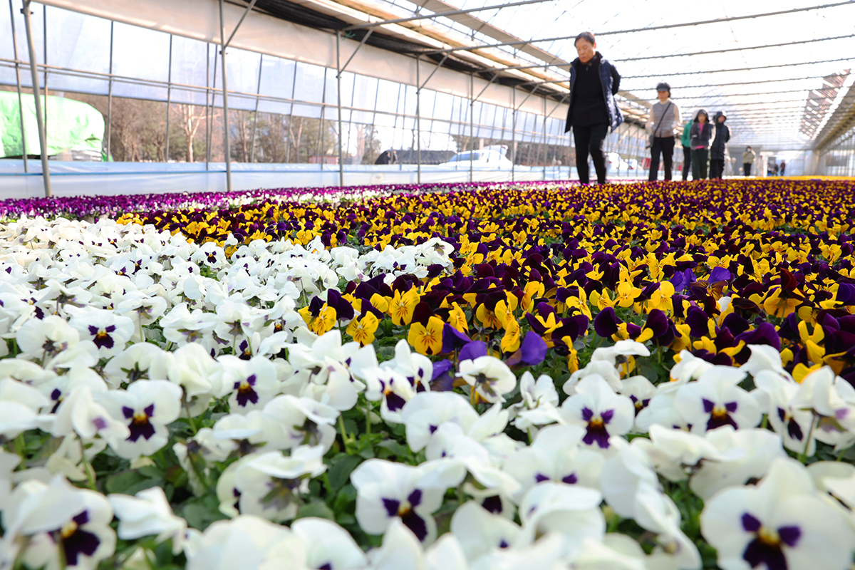 Am 19. Februar stehen in einer Pflanzenschule in Dongan-gu, Anyang in der Provinz Gyeonggi-do bunte Blumen in voller Blüte.