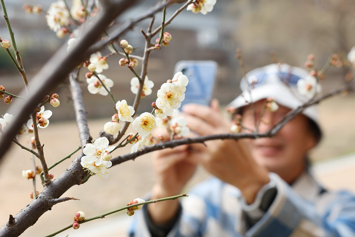 Am 5. März, dem Gyeongchip (dem Tag des Erwachens aus dem Winterschlaf), beginnen an der Maehwa-Straße am Cheonggyecheon in Seongdong-gu, Seoul, die Pflaumenblüten zu knospen und kündigen den Beginn des Frühlings an.