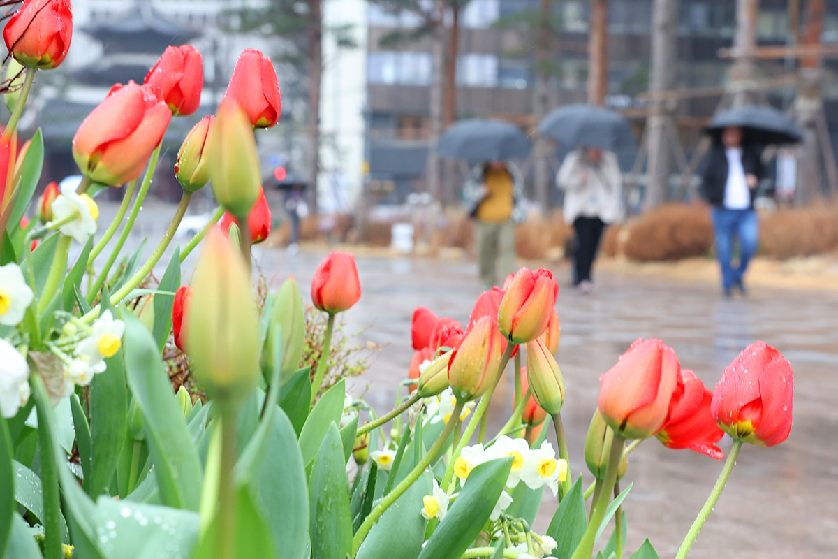 Am 18. M&auml;rz, zwei Tage vor Chunbun (der Fr&uuml;hlings-Tagundnachtgleichen), gehen B&uuml;rger mit Regenschirmen in der N&auml;he des Seoul Plaza spazieren.