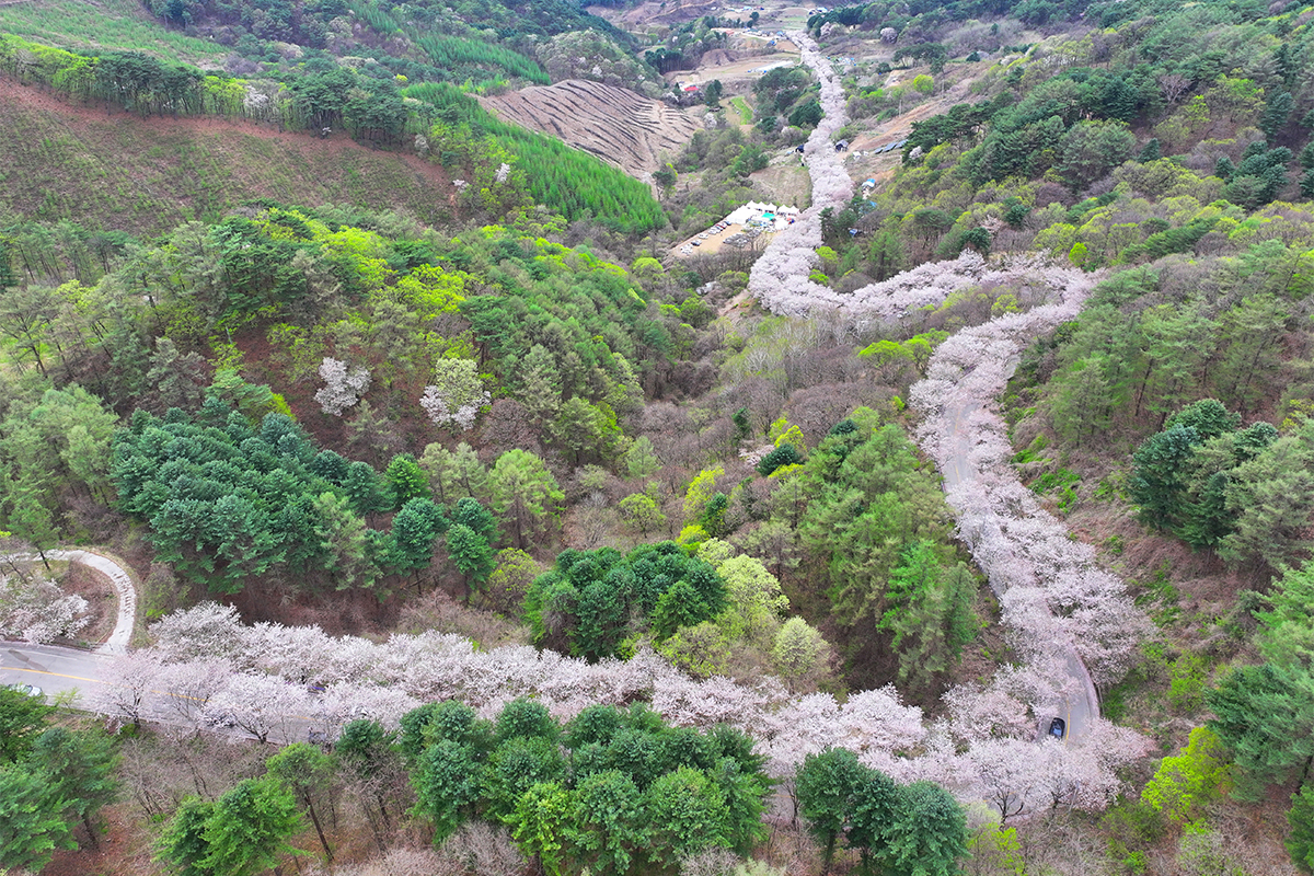 Am 16. April blühen Kirschblüten im Mulan-Dorf in Buksan-myeon in Chuncheon in der Provinz Gangwon-do aus. Dieses Dorf ist im Frühling für seinen 1,2 km langen Kirschblütenweg bekannt.