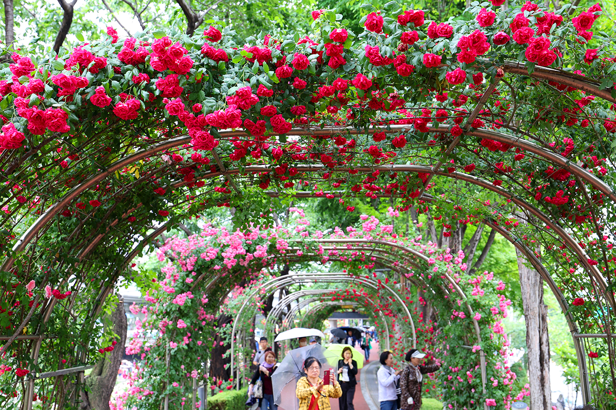 Am 21. Mai genie&szlig;en Besucher im Jungnang Rose Park in Seoul das Seoul Rose Festival zwischen voll erbl&uuml;hten Rosen.