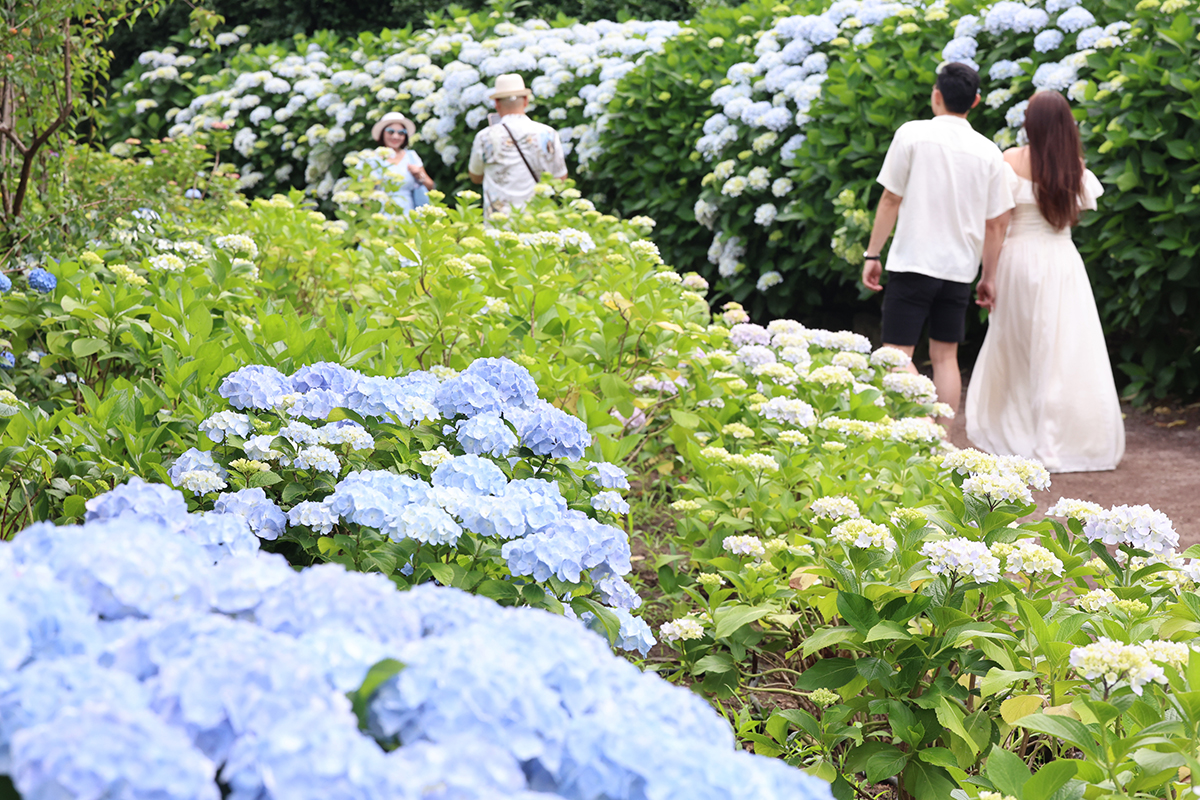 Am 9. Juni stehen Hortensien im Hueree Natural Park in Namwon-eup, Seoguipo, auf der Injel Jeju in voller Bl&uuml;te. 