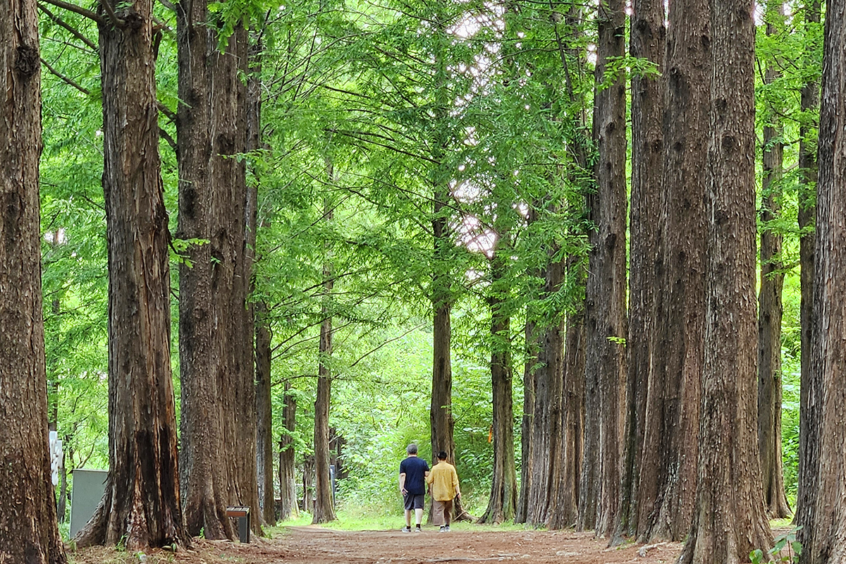 Am 15. Juni genie&szlig;en B&uuml;rgerinnen und B&uuml;rger einen Spaziergang auf dem Metasequia-Weg im Haneul Park in Mapo-gu, Seoul.