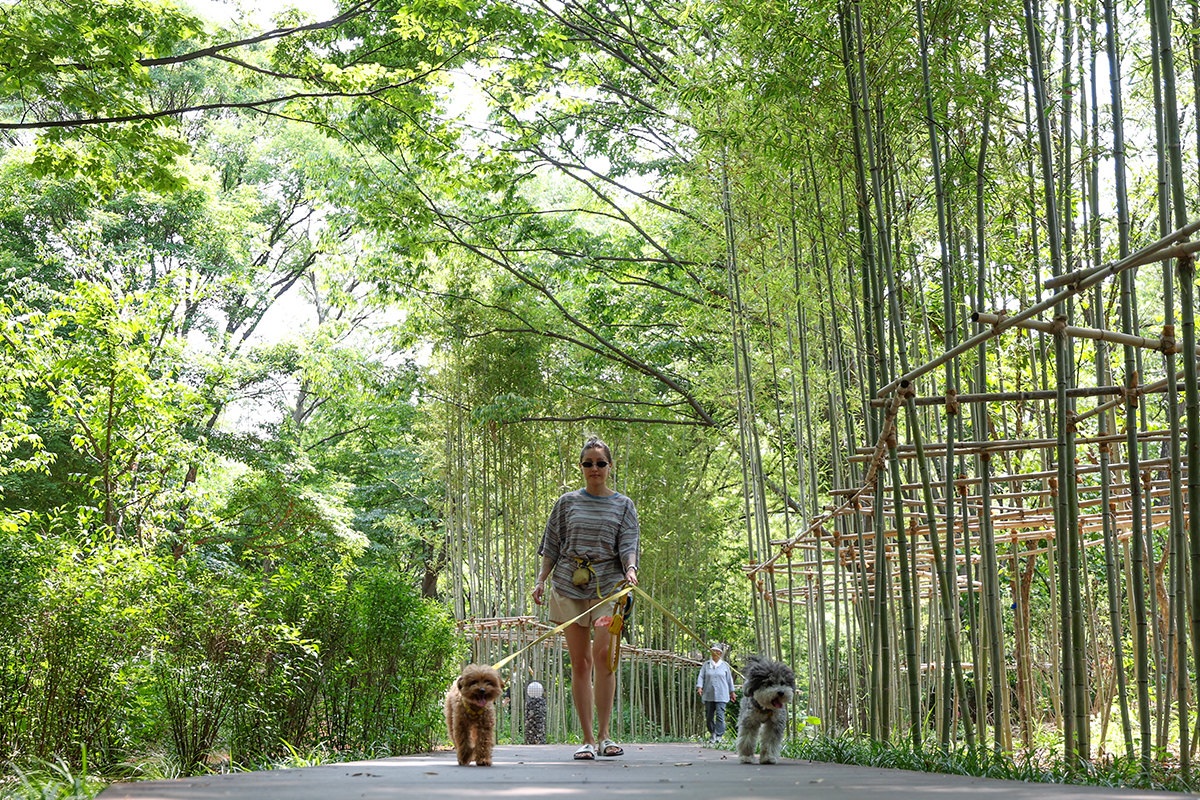 Am 29. Juni spaziert eine B&uuml;rgerin mit ihren Hunden im neu gestalteten Korean Forest Garden im Botanischen Garten Namsan in Seoul.