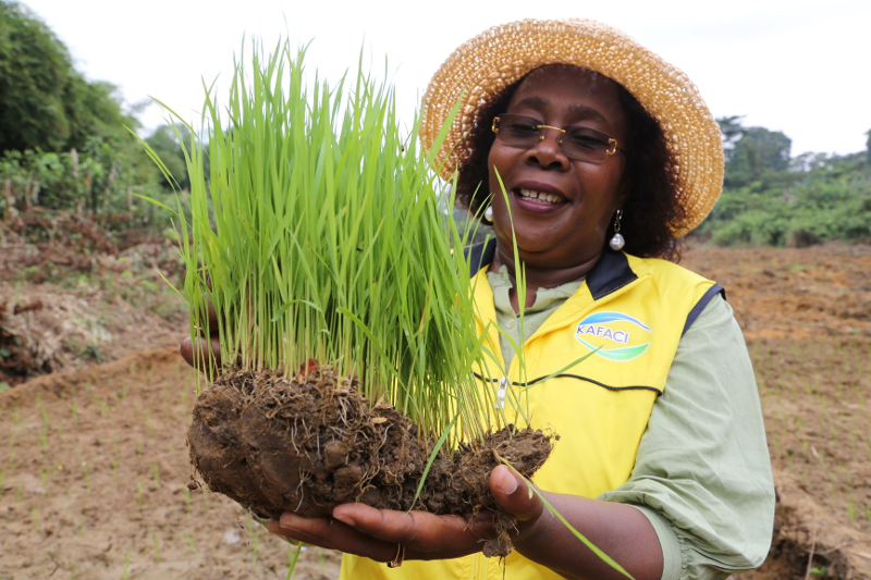 Eine Vertreterin der Korea-Africa Food and Agriculture Cooperation Initiative (KAFACI) zeigt Setzlinge der ertragreichen Reissorte „CHEYI“ ⓒ Rural Development Administration