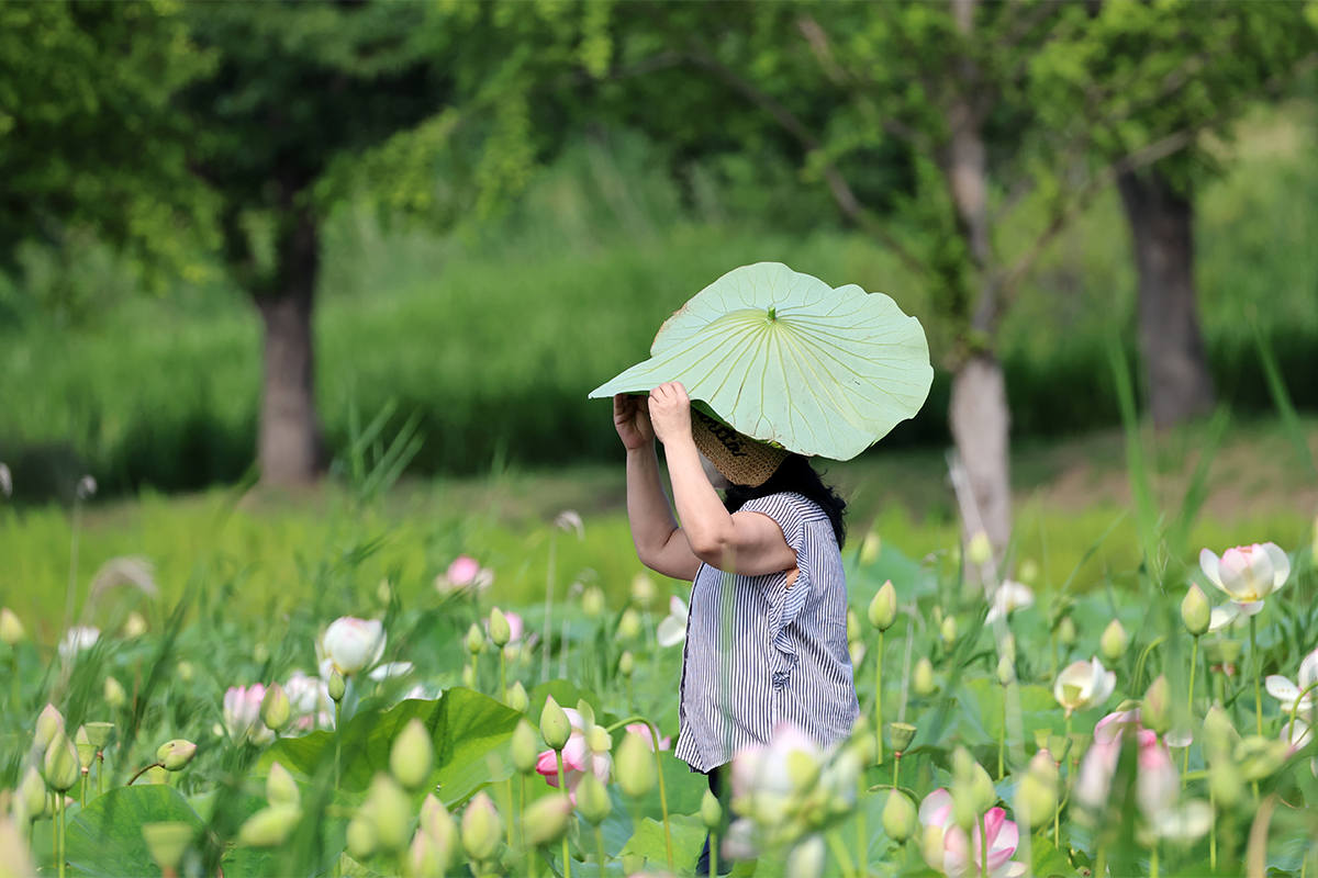 Am 1. Juli schützt sich eine Bürgerin im Lotusgarten im Gyeongpo Gasiyeon-Feuchtgebiet in Gangneung in der Provinz Gangwon-do mit einem Lotusblatt vor der heißen Sonne. 