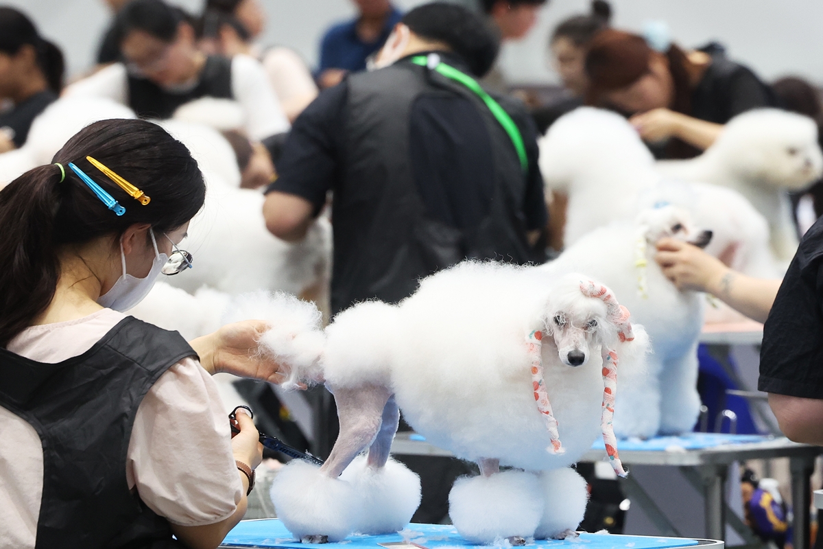 Am 23. Juli treten Teilnehmer des Hundefrisierwettbewerbs bei der &bdquo;2026 KOREA GRANDPRIX DOG SHOW&ldquo; in der SUWONMESSE in Gwonseon-gu, Suwon, in der Provinz Gyeonggi-do gegeneinander an.