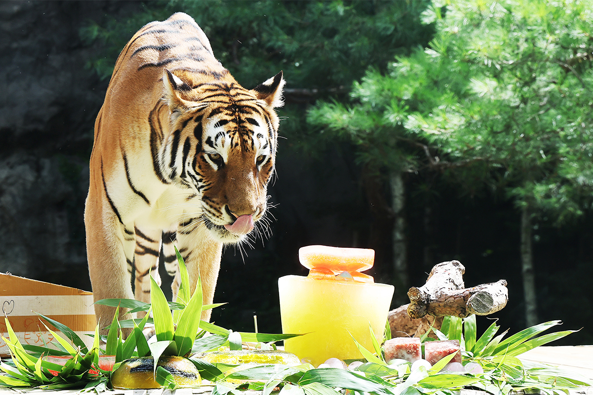 Am 29. Juli, dem Welttigertag, genie&szlig;t ein Tiger im Freizeitpark Everland in Yongin in der Provinz Gyeonggi-do sein Spezialfutter aus Vitamin-Eis und Gelatine-Kuchen.