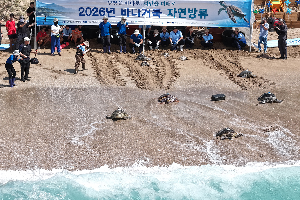 Am 27. August setzen Teilnehmende einer Veranstaltung zur Freilassung von Meeresschildkr&ouml;ten am Strand Jungmun Saekdal in Seogwipo auf der Injel Jeju gerettete und behandelte sowie k&uuml;nstlich ausgebr&uuml;tete Meeresschildkr&ouml;ten ins Meer aus.