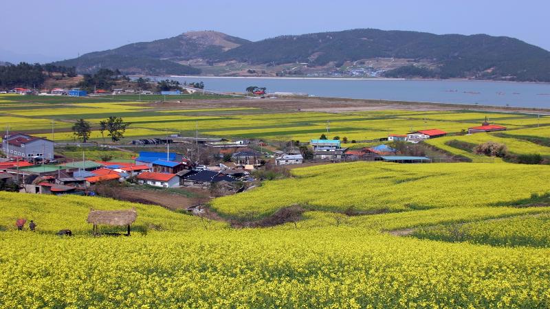 Rapsblütenfelder und die Landschaft der Deungnyang-Bucht in Seonhak-dong in Jangheung-gun inJeonnam-Gwangju Special Metropolitan City ⓒ Jangheung-gun