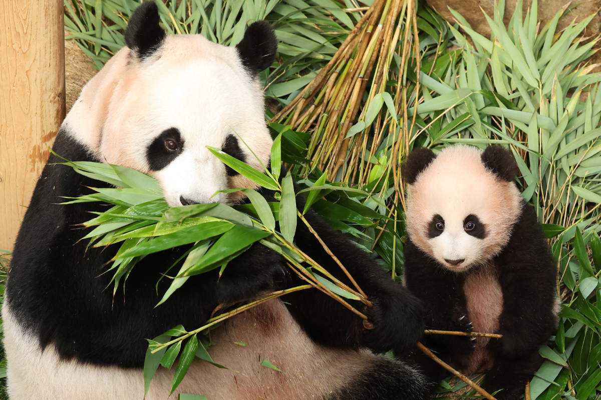 Am 27. Oktober gewöhnt sich Pandababy „Shu Bao“ im Freizeitpark Everland in Yongin in der Provinz Gyeonggi-do an seine Umgebung als Eingewöhnungstraining und verbringt Zeit mit seiner Mutter Ai Bao, bevor es dem Publikum gezeigt wird. Everland wird das Pandababy ab dem 30. Oktober der Öffentlichkeit vorstellen.