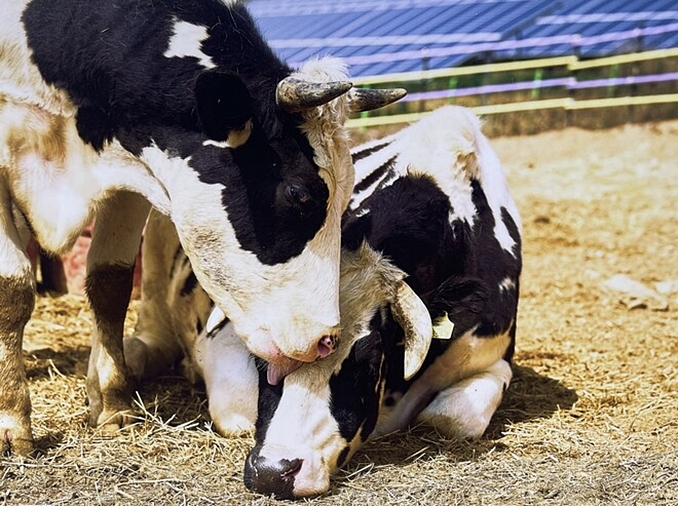 [Koexistenz von Mensch und Tier] ② Tier-Sanctuary: Ein Schutzort für Tiere