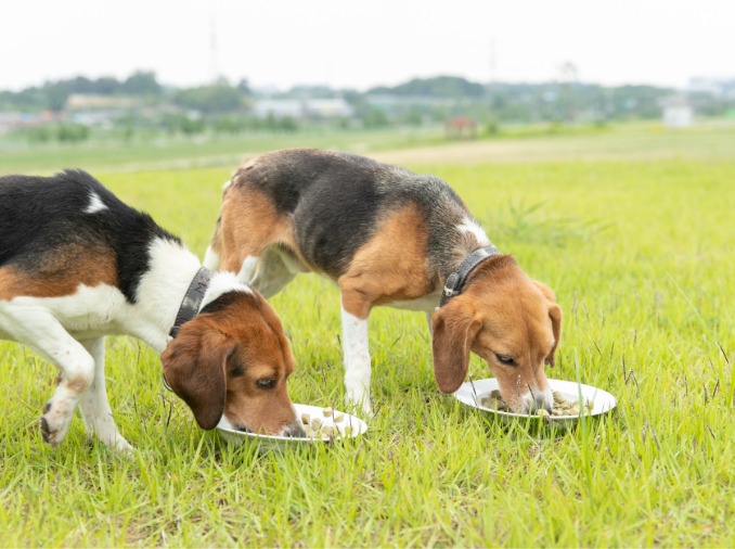 „Incheon Companion Animal Welfare Center” wurde eröffnet